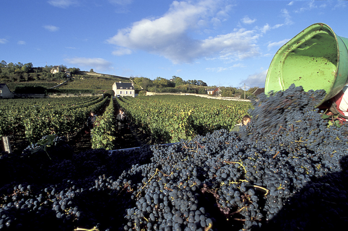 Vendanges à Chinon 37
