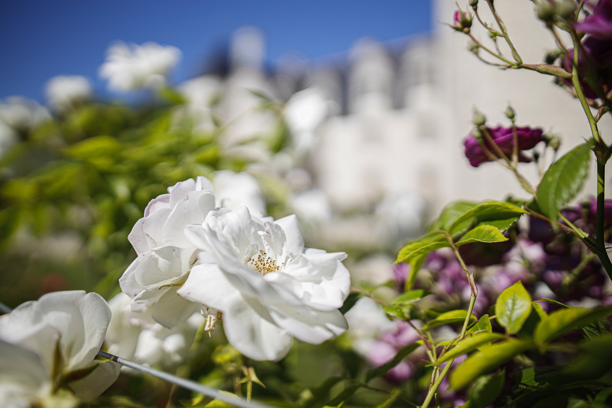 Fête des roses château du Rivau