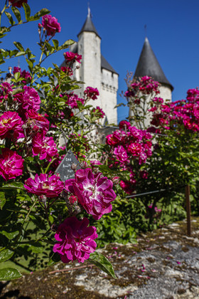 Fête des roses château du Rivau