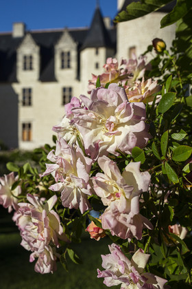 Fête des roses château du Rivau
