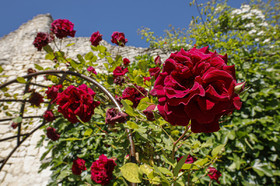 Fête des roses château du Rivau