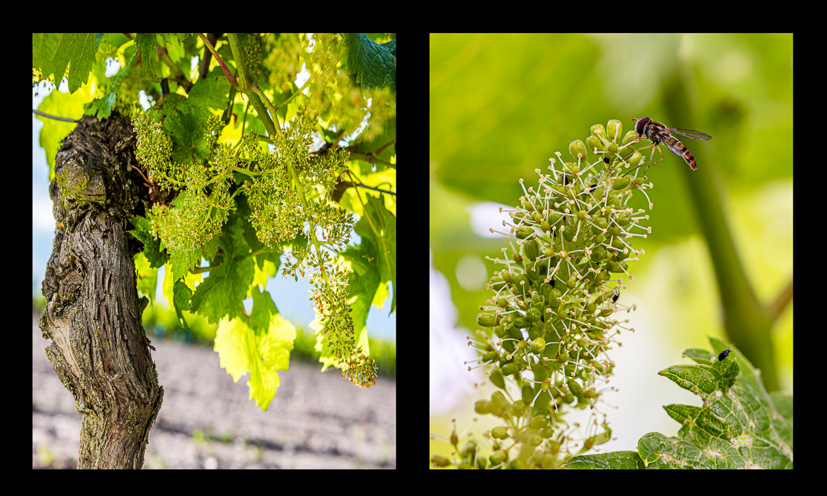 montage dyptique_75_08_web.jpg