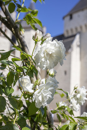 Fête des roses château du Rivau