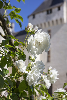 Fête des roses château du Rivau