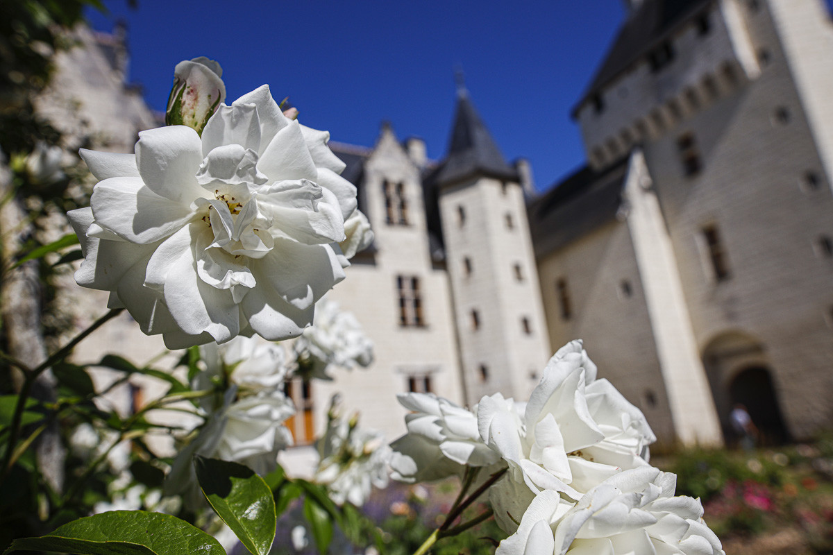Fête des roses château du Rivau