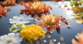 Couleurs d'automne.jpg