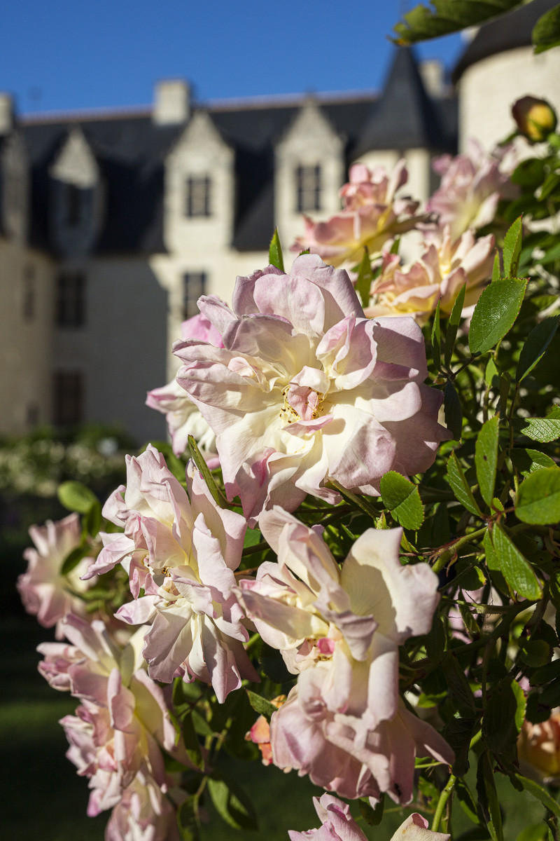Fête des roses château du Rivau