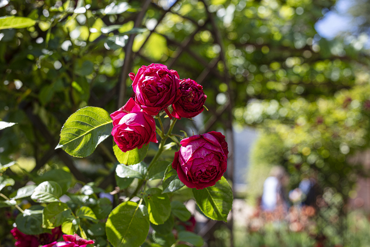 Fête des roses château du Rivau