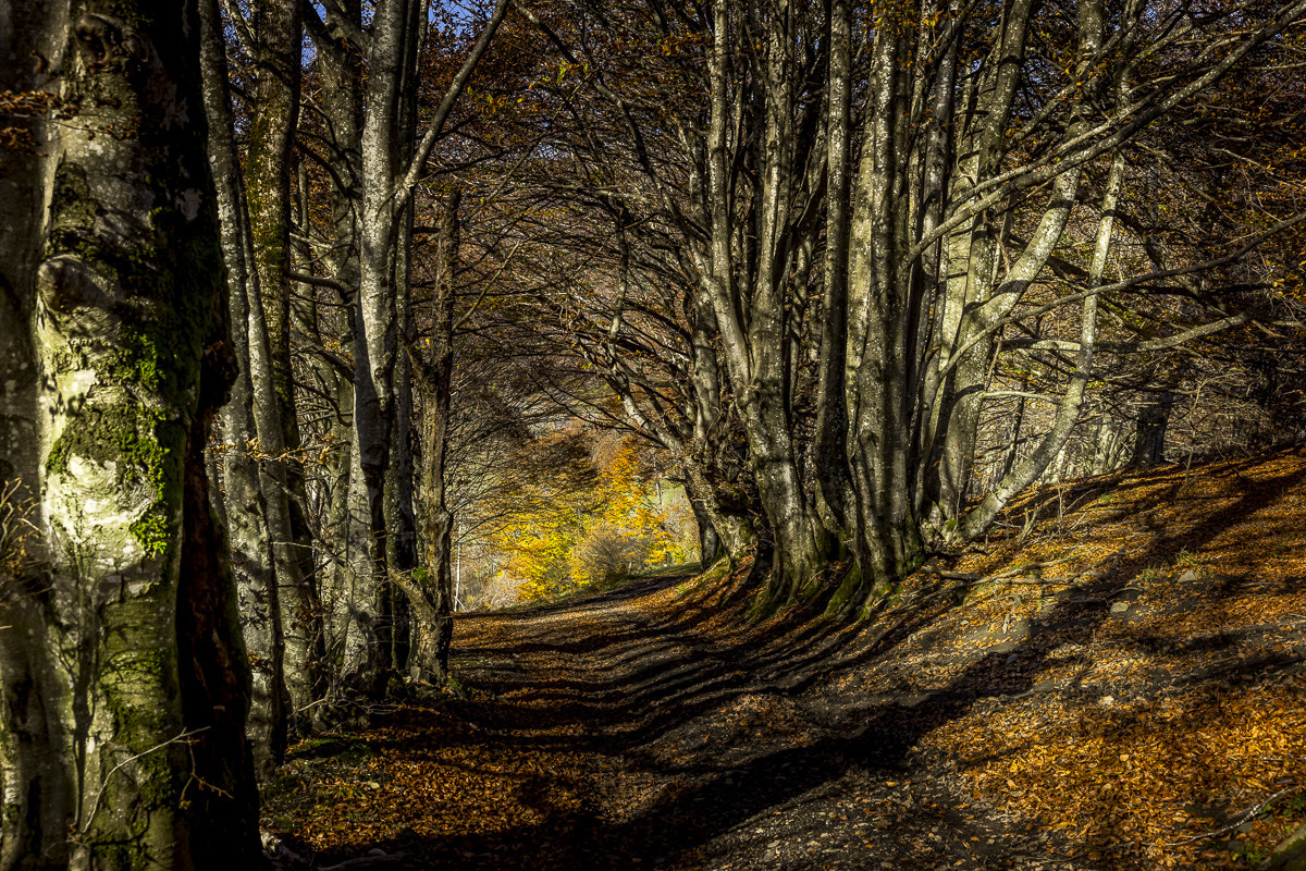 Les Pyrénées en automne