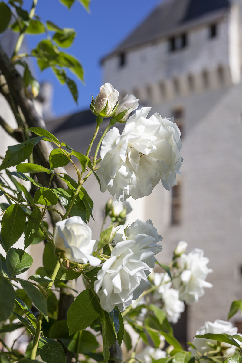 Fête des roses château du Rivau