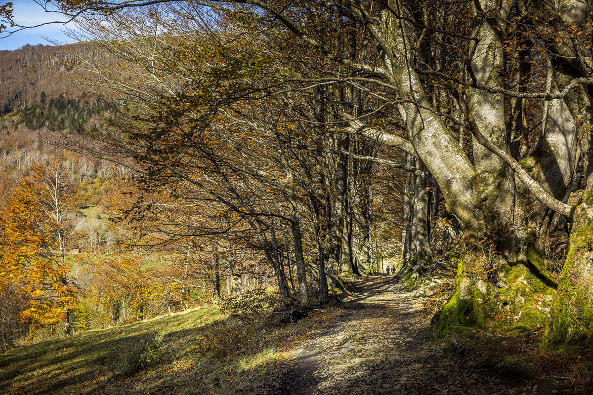 Les Pyrénées en automne