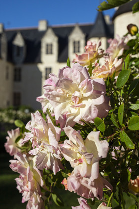 Fête des roses château du Rivau