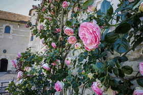 Fête des roses château du Rivau