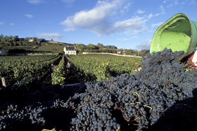 Vendanges à Chinon 37
