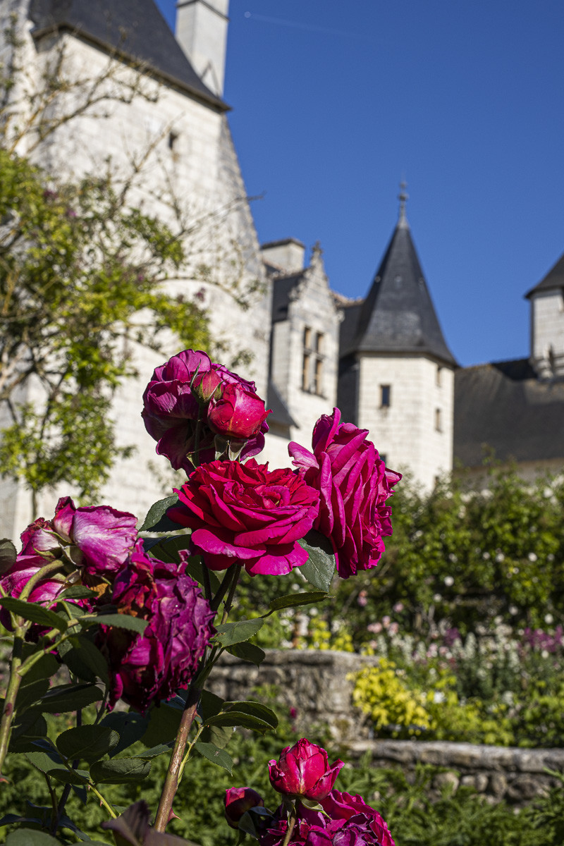 Fête des roses château du Rivau
