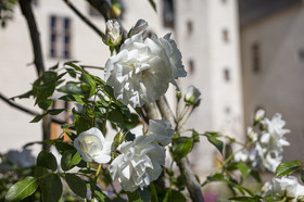 Fête des roses château du Rivau