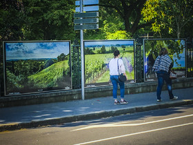 exposition,lumière,couleur,Tours,vigne