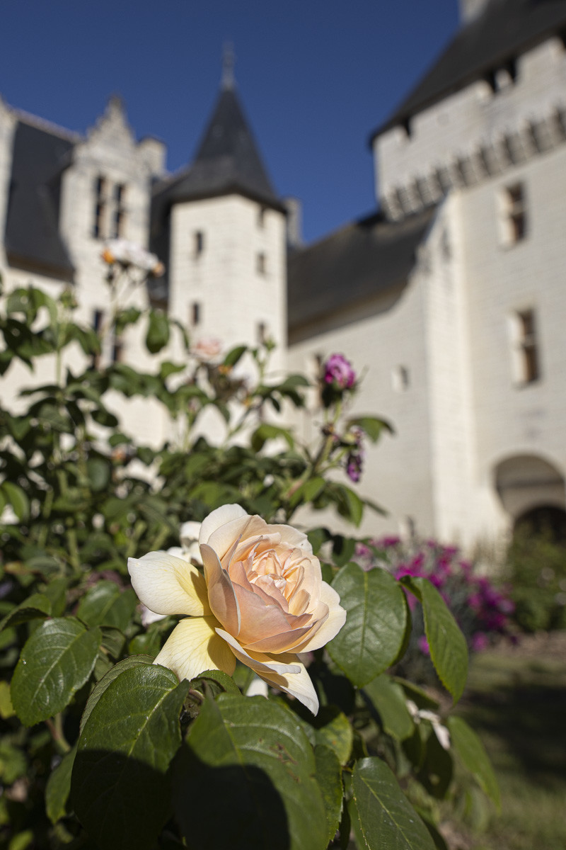 Fête des roses château du Rivau