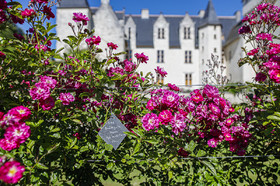 Fête des roses château du Rivau