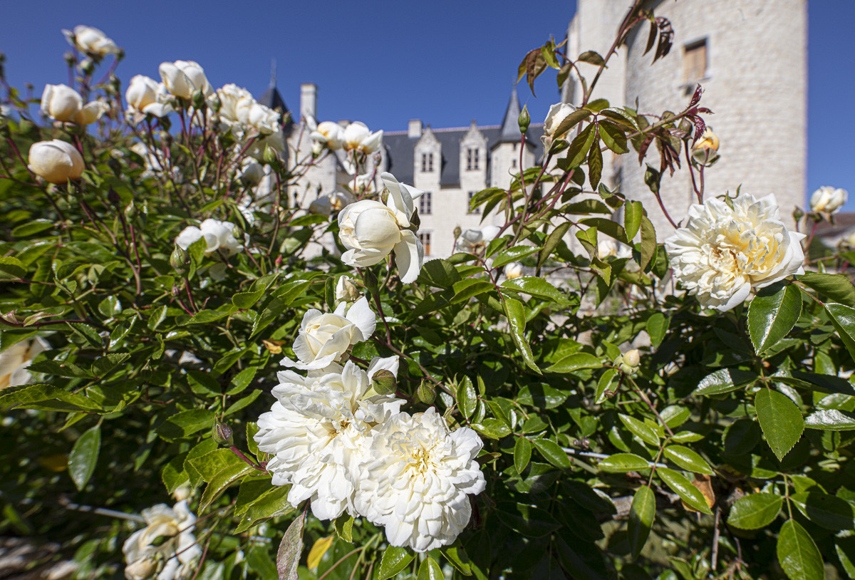 Fête des roses château du Rivau